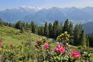 Ausblick von der Hochsonnbergalm auf die Hohen Tauern | © Sabine Hechenberger