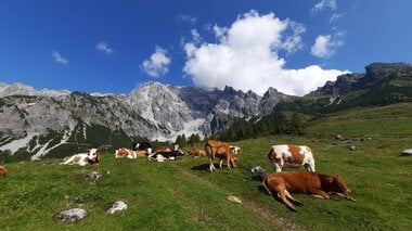 Kühe nahe der Erichhütte | © Sabine Hechenberger