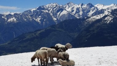 Schafe am Gipfel | © Sabine Hechenberger